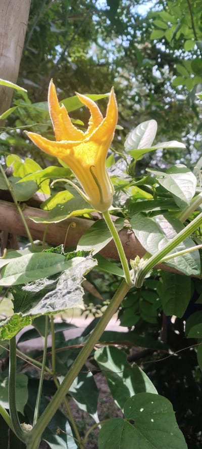 A close-up, low-angle shot captures a bright yellow pumpkin flower in bloom, its petals unfurled against a backdrop of lush green foliage and dappled sunlight filtering through trees. The flower, translucent with light, displays a delicate pistil within. A thin, coiled tendril emerges from a green stem. The scene is set outdoors, amidst the natural environment of Blangjruen, Indonesia.