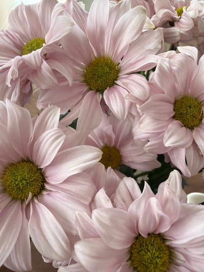 This is a close-up, overhead shot of a bouquet of light pink chrysanthemums. The flowers are in various stages of bloom, with some fully open and others still partially closed. The petals are delicate and have a slightly ruffled texture. The centers of the flowers are a vibrant, fuzzy yellow-green. The background is soft and out of focus, with hints of green foliage. The image does not depict any recognizable landmarks or specific environmental features that would allow for identification of a location within Ermolaevskii Zaton, Russia.