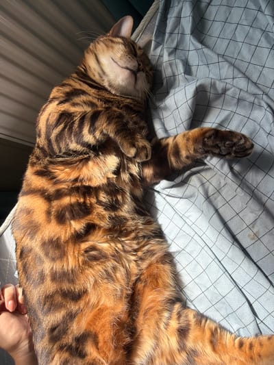 A Bengal cat is sleeping on its back on a light blue, grid-patterned blanket in what appears to be a domestic indoor setting, possibly a bed or hammock. The cat's fur is a mix of golden-brown with distinct dark brown spots and stripes. Sunlight is streaming in from the left, casting shadows and highlighting the cat's fur. A human hand with light-colored nail polish is visible at the bottom left, gently touching the cat's side. The background shows vertical blinds and a hint of a dark green surface. The image does not contain any information that would allow for its location to be identified as Blagoveshchenskoe, Russia.