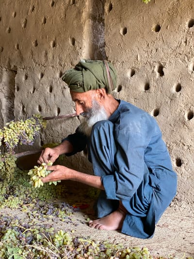 An elderly man with a long white beard and a green turban is crouched on the ground, sorting through bunches of light green grapes. He is wearing a dark blue shalwar kameez. The man is in an enclosed space with rough, clay walls that have numerous small, circular holes, possibly for ventilation or decoration. Bunches of grapes are hanging from wooden rods that are propped against the wall, and a large pile of grapes, some of which appear to be drying into raisins, is spread out on the ground around him. A pair of red-handled scissors is visible in the pile of grapes. The scene suggests a grape drying or processing operation in a rural or traditional setting.