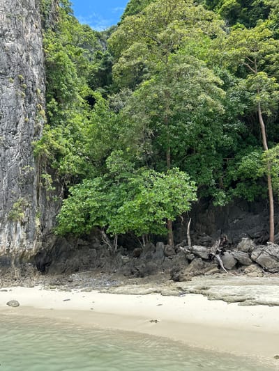 The image depicts a natural scene with a rocky cliff face on the left, lush green foliage growing on the cliff, and a sandy beach bordering the water on the right. The foliage is dense and varied, with different shades of green indicating a healthy ecosystem. The rocks are a dark, rugged texture, suggesting a geological formation. A small strip of light-colored sand is visible, leading to clear, shallow water. The water has a subtle ripple effect and appears to be very calm. Some debris, possibly driftwood, is scattered among the rocks near the waterline. The sky, partially visible in the upper left corner, is a clear blue with a few wispy white clouds, suggesting fair weather. The overall impression is one of a serene and untouched tropical environment. There are no people or man-made objects visible in the frame, emphasizing the natural beauty of the location. The lighting suggests it is daytime, likely with ample sunlight given the brightness of the sand and foliage. The scene is peaceful and inviting.