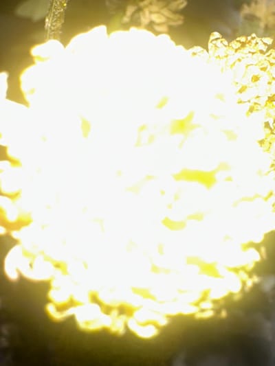 The image depicts a close-up, brightly lit view of a large cluster of flowers, possibly a dahlia or chrysanthemum, with a dark background. The lighting is so intense that it causes significant overexposure, washing out much of the detail and creating a halo effect around the petals. Hints of greenery are visible in the upper left, and what appear to be other flower clusters in the upper right. The lighting is so strong it obscures finer details of the individual petals and any potential context. There is no discernible location within Letterkenny, Ireland, or any people or actions depicted. The focus is entirely on the floral subject under intense illumination.