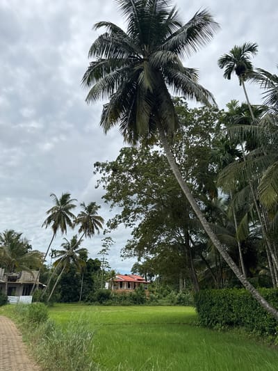 The image presents a serene tropical landscape in Thihagoda, Sri Lanka, under an overcast sky. The dominant features are numerous palm trees and lush green vegetation.
In the foreground and mid-ground, a variety of palm trees, including tall coconut palms and possibly slender areca palms, extend upwards, their fronds detailed against the cloudy backdrop. Beyond these, a dense canopy of other green trees creates a rich, verdant texture that stretches across the mid-ground and background.
To the right of the frame, a wide expanse of vibrant green grass, possibly a paddy field or agricultural land, fills a significant portion of the scene. Its even texture suggests a cultivated area. A light-colored, textured path or dirt road occupies the lower right corner, appearing to lead into the landscape.
Two residential structures are visible within the natural setting. On the left side, partially obscured by trees, is a house under construction, characterized by exposed concrete blocks. Further back on the right, another house with a distinctive reddish-orange roof can be seen amidst the foliage.
The sky is consistently overcast with scattered, soft grey clouds, suggesting a cloudy daytime. The overall impression is one of tranquility and natural beauty, characteristic of a rural or semi-rural tropical environment. No specific activity or individuals are visible, and there is no discernible text in the image.