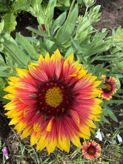 In Žemieji Rusokai, Lithuania, a close-up, high-angle shot captures a vibrant Blanket Flower (Gaillardia) in full bloom. The large, primary flower dominates the foreground, displaying petals that transition from a deep red at the center to a bright yellow at the tips. Fine, dark red veins are visible on the red portions of the petals. The center of the flower is a dense cluster of small, yellow florets, surrounded by dark, bristly structures. Surrounding the main flower are the green, elongated leaves of the plant, with some unfurled buds visible among them. In the background, to the right and slightly out of focus, is a smaller, similarly colored Blanket Flower. The ground beneath the flowers is a mixture of dark soil and sparse green grass, with a few fallen white petals scattered on the surface. The lighting suggests a natural, outdoor setting, likely during daylight hours.