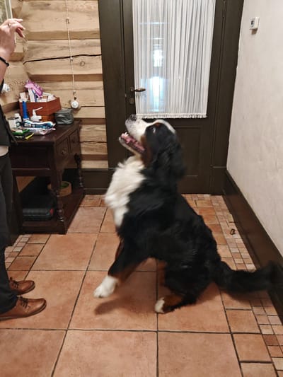 In a dimly lit interior with wooden-paneled walls and tiled flooring, a Bernese Mountain Dog, mid-jump, is looking upwards with its mouth open. The dog's fur is black, white, and tan. To the left, a person's legs are visible, wearing dark pants and brown shoes. A dark wooden table with drawers stands against the wall, holding various items including a box of medicine, bottles, and bags. A dark brown door with vertical white curtains is visible in the background. The overall environment suggests a domestic setting, possibly a hallway or entryway, within a residence.