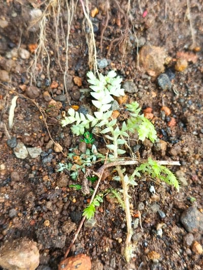 A small, struggling plant grows in rocky, damp soil. Its thin stem, mostly bare, is topped with sparse green leaves. Another cluster of pale green leaves emerges nearby. Thin, exposed roots dangle above, suggesting recent disturbance. The soil itself is a mix of dark earth, small pebbles, and decaying organic matter. A small twig rests across the plant. The environment suggests limited resources and challenging growing conditions.