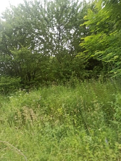 The image shows a natural scene with lush green foliage. In the foreground, there is tall grass and wildflowers, with some areas appearing slightly yellowed. In the background, there are dense trees with thick green leaves. The scene is likely an outdoor environment, possibly a meadow or a wooded area. The overall impression is one of abundant vegetation and a serene, natural setting. The image is a still photograph, with no people or discernible actions depicted. The location is Dariali, Georgia.