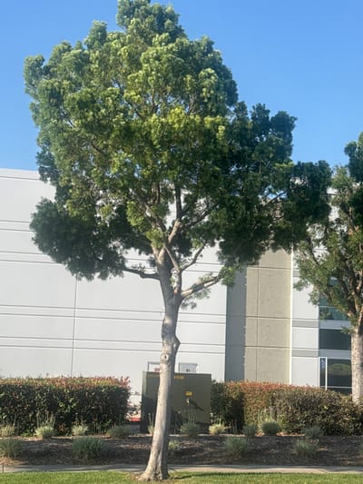 In Fontana, California, on a clear, sunny day, a mature tree with a substantial trunk and a full canopy of green leaves stands in the foreground. The tree is positioned in front of a large, modern building with a white, horizontally paneled facade and some grey concrete accents. Below the building and surrounding the tree's base, there is a landscaped area with a dark brown mulch ground cover. Several ornamental bushes, some with reddish-tinged leaves, form a dense hedge. Smaller, spiky green plants are interspersed throughout the mulched area. A dark green electrical transformer box is visible to the right of the tree trunk. The scene is set against a bright blue sky.