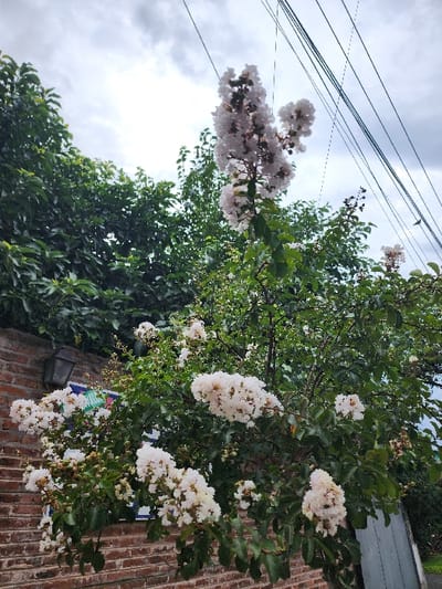 A low-angle shot captures a vibrant crape myrtle tree in full bloom. Clusters of white flowers contrast with the lush green foliage. The tree is positioned alongside a weathered brick wall. Above, power lines stretch across a cloudy sky, adding a touch of urban context to the natural scene. Darker green foliage from another tree is to the left.