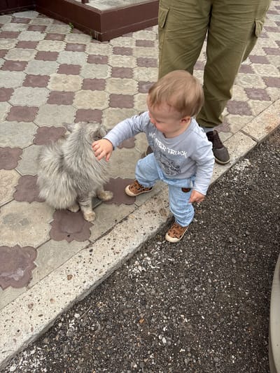 A toddler in a gray long-sleeved shirt and light blue jeans is reaching out to pet a fluffy gray cat. The cat is sitting on a patterned tile walkway, with its back to the toddler. A person wearing khaki pants is standing behind the toddler. The scene appears to be outdoors, possibly in a residential area or park. The location is not specified.