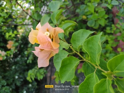 A close-up shot of peach-colored bougainvillea flowers and their green leaves against a blurred background of foliage. The image captures a branch with several flowers and large, oval leaves. In the lower right corner, a yellow rectangle with "realme" written in white is visible, followed by the text "Shot by zsm_travel" and the date and time "2026.06.24 07:32". The location is Gò Dầu, Vietnam.