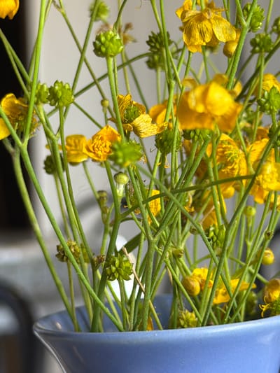 A close-up shot captures a bouquet of yellow buttercup flowers and their green buds arranged in a blue ceramic vase. The flowers, with their delicate, crinkled petals, are predominantly yellow, with some showing signs of wilting and browning at the edges. The green stems and buds are numerous, creating a dense visual texture. The background is out of focus, appearing as a muted gray wall. The scene is well-lit, highlighting the vibrant colors of the flowers and the subtle details of their structure. There are no people or animals visible in the image. The overall impression is one of a simple, natural arrangement, likely indoors. The location is identified as being in the city of Костенеево, Russia, though no specific architectural or environmental cues within the image directly corroborate this detail.