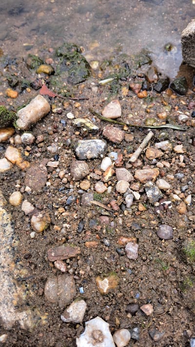 This is a close-up, overhead shot of a muddy shoreline or riverbed. The scene is dominated by a mixture of small pebbles, sand, and soil, with patches of green moss and algae visible, particularly along the water's edge. A shallow body of water, reflecting a muted sky, occupies the left side of the frame. Scattered amongst the debris are a few dry leaves and a small broken twig. The texture of the ground is rough and varied, with smooth, rounded stones and more angular fragments of rock. The lighting suggests it could be daytime, with no strong shadows indicating a specific time. The location cues of a riverbed with varied stony substrate are consistent with natural environments found in Krosno Odrzańskie, Poland. There is no text visible in the image.