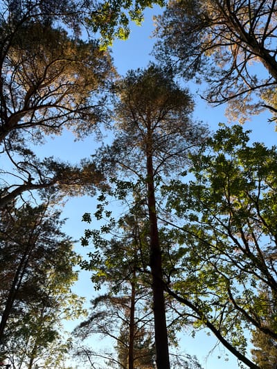This is an upward-looking shot of trees against a clear blue sky in Meremõisa, Estonia. The scene is dominated by the silhouettes and canopies of several tall trees, primarily pine and deciduous species, with some branches and foliage reaching into the frame from various angles. The lighting suggests it is either early morning or late afternoon, with sunlight filtering through the leaves and branches, creating highlights and shadows. The ground is not visible, and the focus is entirely on the interplay between the vegetation and the sky. There are no people or animals present in the image.