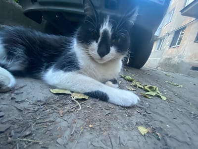A black and white cat with green eyes is lying on the ground under a car, in what appears to be an urban setting. The ground is dirt and debris, with some scattered leaves. In the background, a weathered building with multiple windows is visible, suggesting the location is in a city like Antratsyt, Ukraine. The perspective is low, looking up at the cat and the car. The lighting is somewhat dim, with a bright glare on the top right of the image.