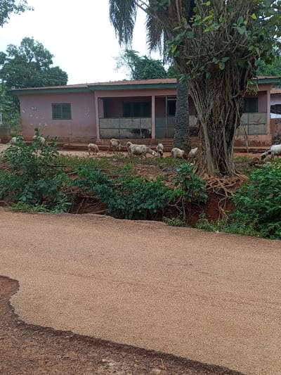 This image depicts an unpaved rural scene in Konongo, Ghana, under an overcast sky. In the foreground, a wide, reddish-brown dirt or gravel road extends across the bottom half of the frame. Beyond the road, a strip of uneven reddish-brown earth is covered with various green foliage, including bushes and exposed tree roots.
In the midground, a group of approximately eight to ten light-colored sheep, primarily white with some darker markings, are scattered across a dry, reddish-brown dirt area, actively grazing or looking at the ground. To the right, a large tree with a thick, gnarled trunk and extensive exposed roots dominates the scene, its branches extending upward and partially out of frame. A slender palm tree trunk is visible directly behind this large tree.
In the background, a single-story building with light pink walls and a green-trimmed corrugated metal roof is visible. The building features a covered veranda supported by pillars, with at least two dark, louvered windows and a dark door visible along its front. A single louvered window is also visible on the left side wall of the building. Further in the background, dense green tree canopy is present against the light, cloudy sky. No human figures are visible.