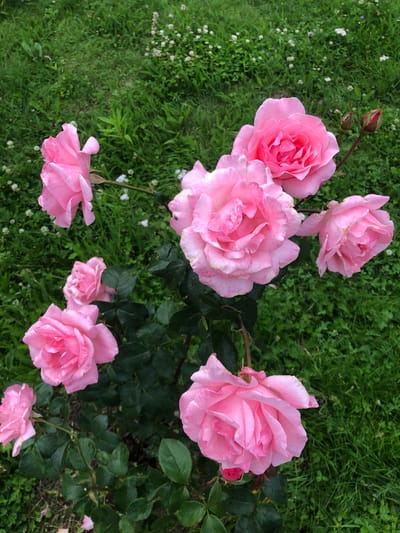 The image depicts a close-up, overhead view of several blooming pink roses set against a backdrop of lush green grass. The roses vary in size and fullness, with some appearing as fully opened, large blooms, and others as tighter buds or smaller, developing flowers. The petals of the roses are a soft, delicate pink, and some show subtle variations in color, with hints of lighter pink or white. Tiny water droplets are visible on some of the petals, suggesting recent rain or dew.
The background is dominated by vibrant green grass, which appears slightly textured and varied in length, interspersed with small white and possibly purple wildflowers. The lighting suggests it is daytime, likely with diffused light, as there are no harsh shadows. The overall scene evokes a sense of natural beauty and tranquility, typical of a garden setting.
The location context provided is "Московский Ветеран Снт, Russia," indicating this scene is likely found in a garden or allotment within this specific area. There is no visible text in the image. The focus is entirely on the natural elements of the roses and the surrounding greenery.