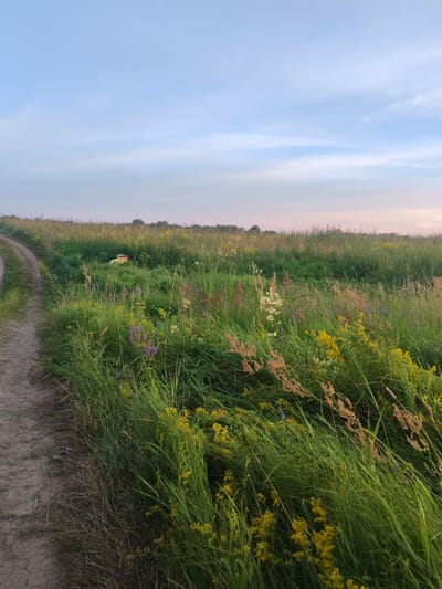 A dirt path winds through a meadow filled with tall grasses and wildflowers, including yellow and purple blooms. In the distance, a figure in a white and yellow garment lies in the grass. The sky above is a soft blue with hints of pink near the horizon, suggesting either sunrise or sunset. The overall scene evokes a peaceful and natural setting, possibly in a rural area of Belarus.