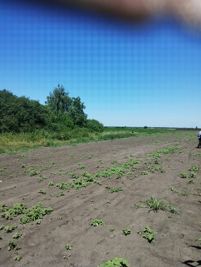 The image shows a field with young plants growing in rows in Yaseny, Ukraine. A person in a blue shirt and dark pants is walking in the distance on the right side of the frame. The field is bordered by trees and a blue sky.