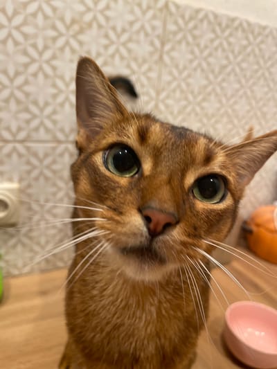 This close-up, low-angle shot features an Abyssinian cat with striking green eyes and a reddish-brown coat. The cat's head is tilted, and its gaze is directed towards the camera, creating an engaging and curious expression. Its long, white whiskers are prominently displayed. The background is a light-colored tiled surface with a repeating geometric pattern. To the right of the cat, a pale pink bowl is partially visible, and further back, an orange spherical object, possibly a toy, can be seen. The lighting appears to be indoor, casting soft shadows and highlighting the cat's fur. The overall impression is one of a domestic pet in a relaxed setting, possibly indoors in a home environment in Znamenskiy, Russia. There is no visible text in the image.