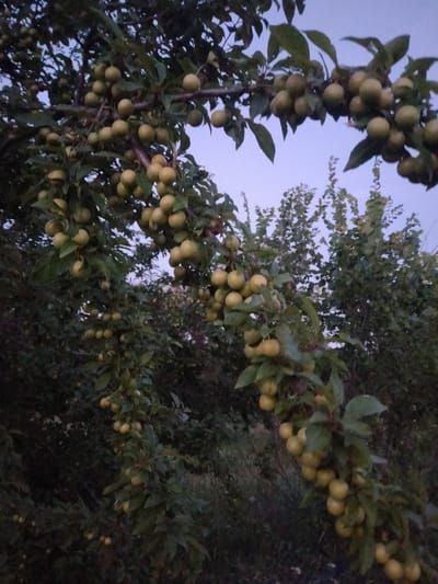 The image depicts a fruit tree, likely a plum or cherry tree, laden with numerous small, round, yellowish-green fruits. These fruits are clustered along the branches, interspersed with dark green leaves. The tree is part of a natural outdoor setting, with other foliage and trees visible in the background, suggesting a garden or orchard. The lighting indicates it is either early morning or late evening, with a soft, diffused light and a pale, hazy sky visible. The overall mood is serene and natural. No people or text are visible in the image. The location context is Zherebkove, Ukraine.