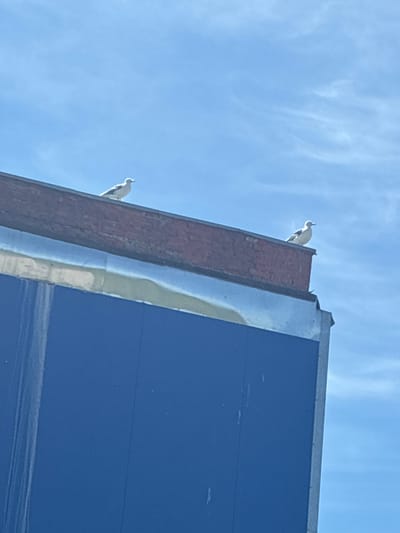 Two seagulls are perched on the edge of a building under a bright blue sky with wispy clouds. The building has a dark brick ledge and a blue section below, with a reflective metallic band between them. The image is taken from a low angle, looking up at the birds and the building. The city of Kashira, Russia is not visible in this image.