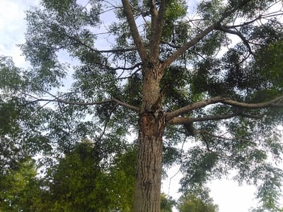 The image displays a large deciduous tree captured from a low-angle perspective, looking upwards into its canopy. A central, prominent trunk, characterized by rough, textured bark, ascends and divides into multiple substantial branches. These branches are densely covered with green foliage. Sections of a bright, overcast sky are visible through the gaps in the leaves. A dark, thin metallic chain or wire is wrapped around the tree trunk on the left side, at the junction where a large branch originates. Additional green trees are visible in the lower background, beneath the main tree's canopy. No individuals, animals, or specific architectural features are present. The visual content of the image does not provide sufficient detail to ascertain its precise location within Røros, Norway.