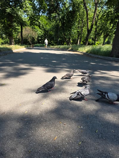 The image depicts a paved pathway in a park on a sunny day, with dense green trees lining both sides of the path. In the distance, a person wearing a white hat and light-colored shorts is walking away from the camera, accompanied by two dogs. The foreground is occupied by several pigeons on the asphalt. One pigeon in the front left is dark gray with red feet. To its right and slightly behind, another pigeon is black and gray. Further back, there are at least three more pigeons, one of which is mostly black with a white wing patch, and another that is gray with white markings on its wings and chest. Shadows from the trees are cast across the pathway. The environment suggests a typical urban park setting. The image was taken in Kyiv, Ukraine.