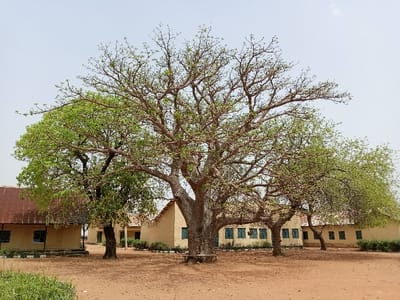 The image shows a large, leafy tree in the center of a courtyard. There are several buildings surrounding the tree, all of which are made of light-colored brick and have windows with blue frames. The buildings have brown tiled roofs. The courtyard is covered in dirt, and there is some sparse vegetation growing near the base of the trees. The location is the Rumde Waziri area in Yola, Adamawa, Nigeria. The coordinates (latitude: 9.184, longitude: 12.521) correspond to a residential area in Rumde Waziri, and the image's context suggests it is near a school building. There are no people visible in the image. The scene is peaceful and quiet.