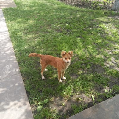 A medium shot shows a small, shaggy, tan-colored dog standing on a patch of uneven, grassy ground. The dog is facing the camera, with its head slightly tilted to its right. It has pointed ears with a fluffy texture, and its eyes are dark. The dog's fur is a mix of light and dark tan, with white markings on its chest and paws. Its tail is curved upwards and bushy. The ground beneath the dog is covered in short green grass interspersed with patches of dark, dry soil. To the left of the dog, a concrete path runs diagonally across the frame, casting dappled shadows from overhead foliage. The background is a blur of green grass and brown soil, with hints of vegetation and the texture of a tree trunk on the far right. The overall setting appears to be an outdoor residential area in Cepeleuți, Moldova, possibly a backyard.