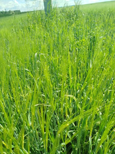 The image depicts a close-up, low-angle view of a vibrant green field of young barley, likely in the early to mid-growth stage. The stalks are tall and slender, with developing heads of grain visible in various stages of formation. The foreground is dominated by these lush green plants, creating a sense of immersion in the field. In the background, the field extends to a gently sloping hill, with a few scattered trees and a cloudy sky overhead. There are no people or animals visible in the image. The overall impression is one of a natural, rural landscape on a bright, sunny day, suggesting agricultural activity in the area of Bigila, Russia.