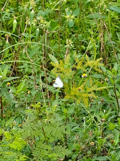 The image depicts a natural outdoor scene in Cotentung, Indonesia, characterized by dense, verdant foliage. A white butterfly, featuring distinct black vertical markings along the leading edges and tips of its wings, is perched centrally on a light yellowish-green plant with spiky, radiating inflorescences. Scattered throughout the green background are several small flowers with white petals and yellow centers. The environment consists of various green leafy plants, some with visible stems and dried flower or seed heads, indicating an uncultivated area. No people or animals other than the butterfly are present.