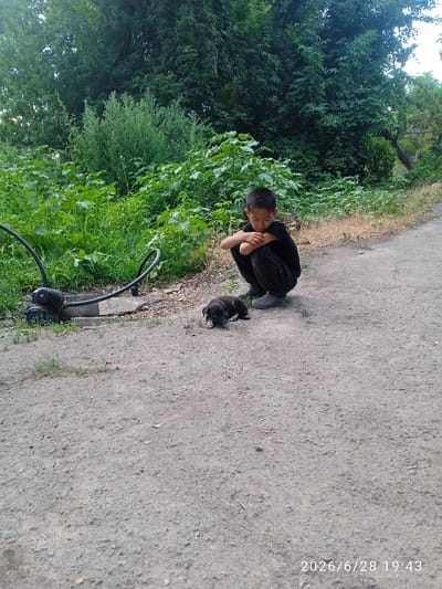 A young East Asian boy, dressed in black, crouches on a gravel path next to a small black and tan puppy that is lying down. The boy is looking down at the puppy with his arms crossed. Behind them, lush green foliage and trees form a dense backdrop, suggesting a rural or park-like setting. In the foreground, to the left of the boy, a black irrigation system with coiled hoses is visible on a concrete slab. The image is dated 2026/06/28 19:43.