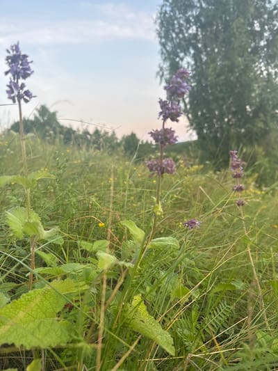 This is a vertical, close-up, outdoor shot of a field with some wildflowers. The camera is angled slightly downwards, capturing a patch of lush green grass dotted with small yellow flowers and some larger purple flowers. The main subjects are these flowers, particularly two stalks of purple flowers in the foreground and middle ground. The stalk on the left is larger and more in focus, showing clusters of small, dense purple blossoms. The stalk in the middle ground is smaller and less distinct.

In the background, there is a soft focus of more greenery and a hint of a tree line with dark green foliage, suggesting a wooded area bordering the field. The sky is visible in the upper left quadrant of the image, appearing bright and hazy, indicative of daytime with a light cloud cover or perhaps early morning or late evening light. The overall lighting is soft, suggesting it is not direct sunlight. The scene evokes a natural, serene, and slightly wild setting.

There are no people or man-made objects visible. The focus is entirely on the natural flora. The image's composition draws the viewer's eye to the vibrant purple of the flowers against the softer greens and yellows of the field. The slightly out-of-focus background contributes to a feeling of depth and a natural, perhaps slightly overgrown, environment. No text is visible in the image. The location context of Sharan, Russia, suggests a rural or natural landscape typical of such regions.