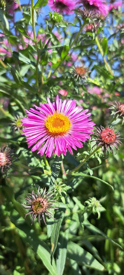 The image shows a close-up of a bright pink aster flower with a yellow center, blooming outdoors. The flower is in focus, with its petals fanned out. Surrounding the main flower are several buds, some closed and reddish-brown, others partially open and spiky. Lush green foliage forms the background, with hints of other pink flowers and a bright blue sky visible through the leaves. The scene appears to be a garden or a natural setting with abundant plant life. The location is specified as Jangy-Turmush, Kyrgyzstan, suggesting an outdoor scene in a rural or suburban area of this Kyrgyz village. No people or specific actions are depicted.