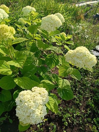 This media file captures a close-up view of a cluster of white hydrangeas in a garden setting. The hydrangeas are in full bloom, with large, round flower heads composed of many small, delicate petals. The leaves of the hydrangea bushes are a vibrant green, providing a lush backdrop to the flowers. In the background, there is a mix of other greenery, including tall grasses and smaller flowering plants, some of which appear to be daisies. The ground is dark soil with some scattered weeds. The lighting suggests it is daytime, likely morning or late afternoon, with sunlight casting shadows and highlighting the textures of the leaves and flowers. The overall impression is one of a serene and natural garden scene. There are no people or text visible in the image. The location context is Vodinskiy, Russia.