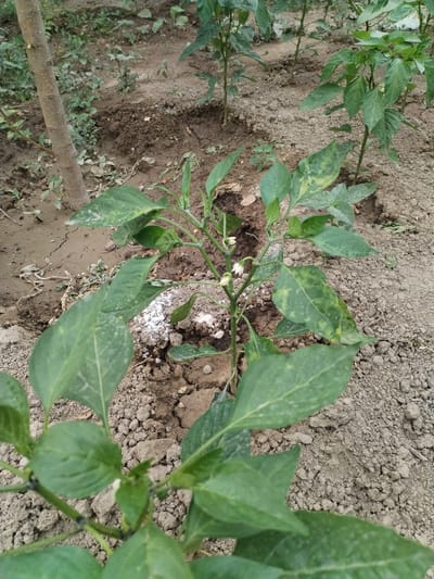 The image shows a close-up view of pepper plants in a garden bed. The plants are green and healthy, with some showing small white flowers. The soil is dark brown and appears to be slightly moist. In the background, other plants and a tree trunk are visible. The scene is outdoors, likely in a residential garden. The location is identified as Muhametjan Tüymebaev, Kazakhstan. There are no people or animals visible in the image. The image appears to be a photograph taken during daylight.