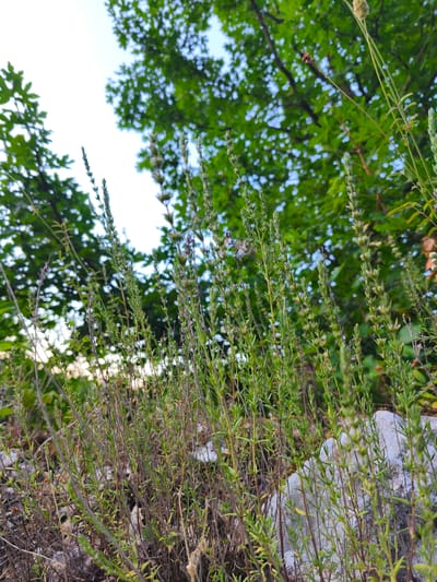 This media file depicts a close-up, low-angle view of various plants growing outdoors in Campochiaro, Italy. The foreground is dominated by tall, slender green plants with small leaves and sparse flower spikes, some of which are dried and brown. Interspersed among these are rocks, some of which are light gray and textured, suggesting a rocky or mountainous terrain. In the background, lush green foliage of trees fills the upper portion of the frame, with glimpses of a bright sky, possibly indicating a daytime setting. The overall impression is one of natural, wild growth. There are no people, objects, or text visible in the image. The lighting and foliage suggest it could be a warm, clear day.