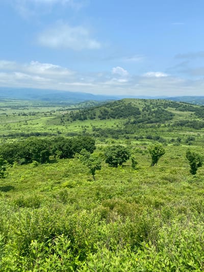 An elevated, wide-angle, landscape photograph captures a sprawling, verdant countryside under a partly cloudy sky. The foreground is dominated by a dense, wild growth of green foliage and small bushes, some with feathery leaves. In the middle ground, several scattered trees with rounded canopies stand on a gently sloping grassy hill. Further into the distance, rolling hills covered in a mix of grass and trees recede, with a wide valley spreading out between them. The horizon is marked by more distant, hazy blue hills. The sky above is a pale blue, punctuated by fluffy white clouds. The scene is devoid of any people, structures, or human activity, presenting a natural, untamed environment. The image likely depicts the rural landscape surrounding Kraskino, Russia, characterized by its rolling terrain and abundant vegetation.