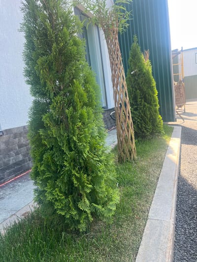 In the city of Minzag, Russia, an outdoor scene displays a well-maintained garden area adjacent to a modern building. In the foreground, a neatly trimmed lawn runs along a concrete curb. Several evergreen trees, likely thuja, are planted in the lawn, with the closest one being the largest and most prominent. To the right of the largest evergreen, a decorative woven structure made of branches stands tall. Behind the trees, a portion of a building is visible, featuring a white wall with a section of gray tiled foundation at its base. To the right of the building, a green corrugated metal wall extends into the background. Further to the right, a yellow ladder and a rustic rug on a stand are visible, suggesting ongoing construction or renovation work. The lighting indicates it is daytime, with shadows cast across the ground, suggesting the sun is positioned to the right and slightly behind the viewer.