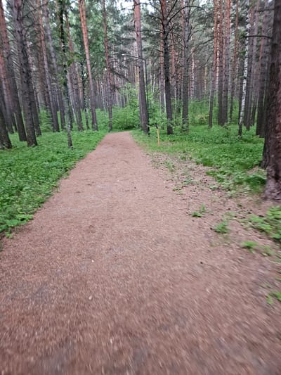 The image shows a forest path in Sosnovoborsk, Russia. The path is made of reddish-brown gravel and is surrounded by a dense forest of pine and birch trees. The ground on either side of the path is covered in green grass and small plants. The sky is overcast. The image appears to be taken from a moving vehicle, as evidenced by the motion blur. There are no people or animals visible in the image.