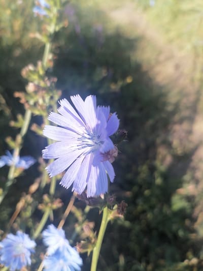 In the city of Predgornoje, Kazakhstan, a close-up, vertical shot captures a pale blue chicory flower in bloom. The flower's petals are delicate and serrated, radiating outward from its center, which is tinged with blue. Behind the bloom, several other chicory flowers are visible, some out of focus and others slightly blurred by the sun's bright glare. The background consists of a lush green field, with dappled sunlight creating soft shadows and highlights. The overall impression is one of natural beauty and tranquility.