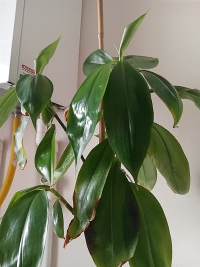 An indoor plant with large, glossy green leaves and a wooden stake is the primary subject of the image. Some of the leaves show signs of browning and dryness along the edges. The plant is positioned in front of a white wall. To the left of the plant, a white appliance, possibly a water heater or a fuse box, is visible, along with a yellow corrugated pipe. The lighting suggests it is daytime. The location is identified as Bahşılı Belediyesi, Turkey.
