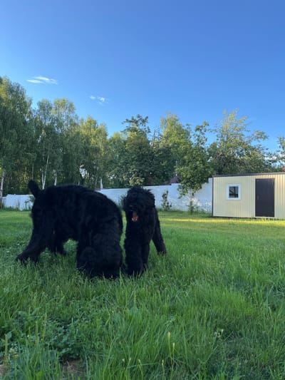 This is an eye-level, full shot of two black Russian Terrier dogs in a grassy yard. The dog on the left is facing away from the camera, with its head down as if sniffing the ground. The dog on the right is facing the camera, with its mouth open and tongue visible. Both dogs have shaggy, black fur.

The yard is covered in green grass with some clover and other small plants. In the background, there is a white picket fence, a line of trees, and a light-colored prefabricated building with a dark door and a small window. The sky is a clear, bright blue with a few wispy clouds. The scene appears to be set in a rural or suburban area, possibly in Nagorny, Russia, given the vegetation and the style of the building. The lighting suggests it is daytime, likely morning or late afternoon due to the long shadows.