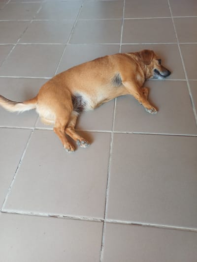 A medium-sized, light brown dog is lying on its side on a tiled floor. The dog is facing to the right and appears to be sleeping or resting. The floor is made of square, beige tiles with grout lines between them. The lighting suggests it is daytime, with light coming from above. The dog's body is stretched out, with its legs relaxed. Its tail is extended behind it, and its head is resting on the floor. There are no other visible subjects or objects in the image. There is no indication of the location being in Pushkino, Ukraine, or any city for that matter.