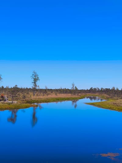 The image depicts a serene natural landscape with a body of water reflecting the clear blue sky. The foreground is dominated by the deep blue water, with a small patch of brown organic matter visible on the surface towards the bottom right. The water's edge is lined with green grasses and dry, yellowish vegetation, indicative of a marsh or bog environment. In the mid-ground, a narrow waterway snakes through the landscape, flanked by more dry grasses and scattered trees and shrubs. A few taller, slender trees stand out, their reflections shimmering on the water. Further back, a dense line of trees forms the horizon, against the backdrop of an uninterrupted, bright blue sky. On the left side of the mid-ground, a wooden structure, possibly a viewing platform or bench, is partially visible. The overall scene suggests a tranquil, natural setting, likely a nature reserve or park in Antiņciems, Latvia, characterized by its water features and diverse flora. There are no people or animals visible in the image, and no actions or interactions are depicted.