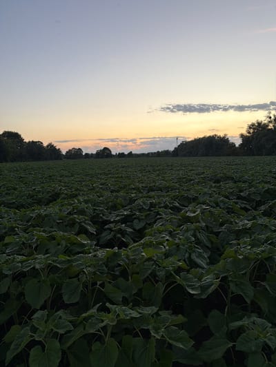 The image depicts a vast field of green plants, likely sunflowers based on their broad leaves, stretching into the distance. The perspective is from within the field, looking outwards towards a treeline and a dusky sky. On the left side of the image, the sky is a gradient of pale blue and soft yellow, indicating either sunrise or sunset. A few wispy clouds are visible in the sky, and a single, tall, slender object that appears to be a power pylon can be seen in the distance.

The field itself is densely packed with large green leaves, creating a textured and somewhat uniform carpet of vegetation. The light is low, casting shadows and giving the scene a slightly muted or moody feel. The time of day is clearly either dawn or dusk due to the colors of the sky. The location cues, such as the power pylon and the type of vegetation, combined with the provided location context of Schwedt/Oder, Germany, suggest a rural agricultural setting. There is no discernible activity taking place; it is a static landscape shot. No text is visible in the image.