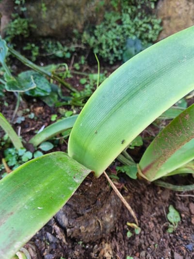 A close-up shows green leaves with parallel veins emerging from the soil. Small, green plants and moss grow in the background. An ant walks on one of the leaves. The soil appears moist. Reddish-brown accents mark the edges of some leaves.