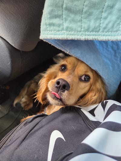 A close-up shot focuses on a golden-brown dog sticking its tongue out, nestled amongst various objects. The dog is positioned under a blue fabric and next to a dark-colored Nike backpack with a white swoosh logo. The location and city in Leshnitsa, Bulgaria are not discernible from the provided image.