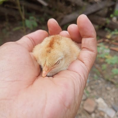 A light brown chick is resting with its eyes closed in the cupped palm of an individual's hand. The hand exhibits tanned skin with visible lines and creases on the palm and fingers. The chick features soft, downy feathers with darker brown streaks on its head and back, and a light orange beak. The background is out of focus, revealing an outdoor environment consisting of green vegetation, brown earth, and fragmented wooden debris. The scene is located in Ketowan, Indonesia.